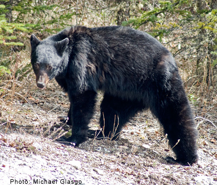 Black bear walks through forest.