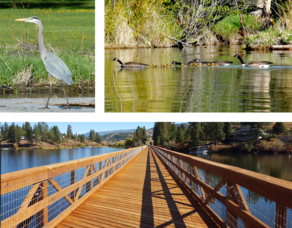 Top left: Blue heron. Top right: Two adult geese escorting goslings across lake. Bottom: Rail trail trestle where it crosses Curlew Lake, WA.