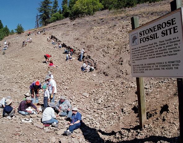 Visitors hunting for fossils at Stonerose's fossil bed.